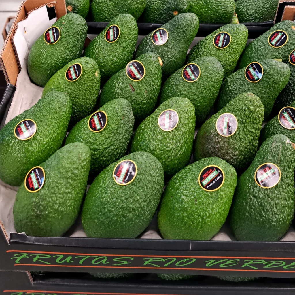 Aguacate-hass