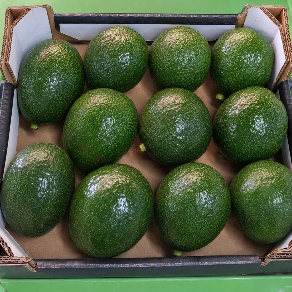 Aguacate-reed